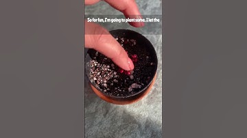 Thumbnail of Growing cactus from seed #pricklypear #tunas #fruit #plants #plantslover #cactus