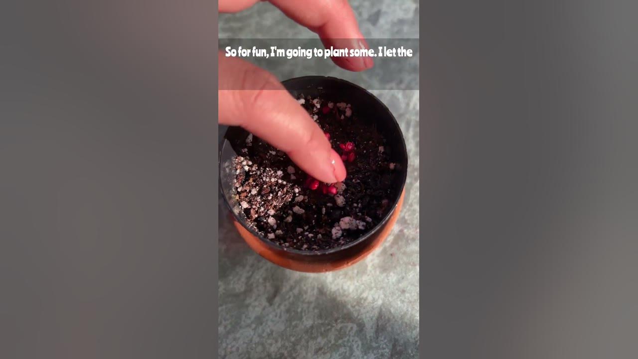 Growing cactus from seed #pricklypear #tunas #fruit #plants #plantslover #cactus