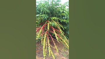 Trồng cà phê kiểu BraZil | Vừa đạt năng xuất, vừa có thương hiệu.