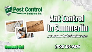 Ant Control In Summerlin | Pest Control Solutions Inc Summerlin