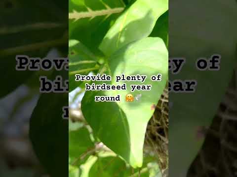 ვიდეო: მზარდი სკროფულარია წითელი ჩიტები - როგორ მოვუაროთ წითელ ჩიტებს ხეზე