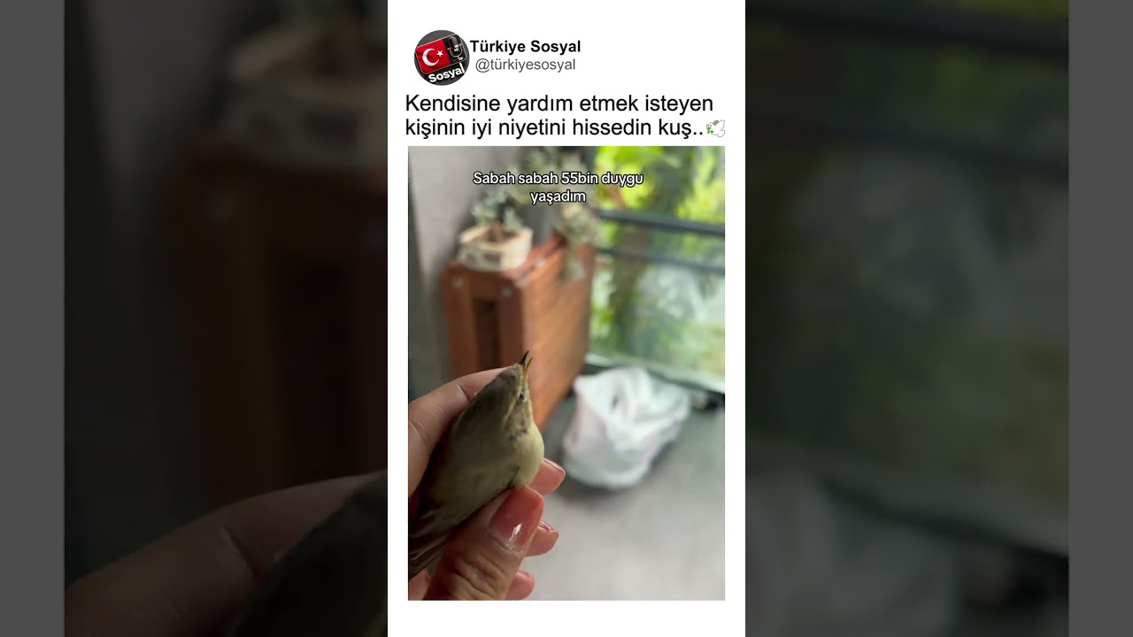 Eve Giren Kuşa Sakince Yardım Eden Kadının Takdirlik Davranışı..👏🕊️