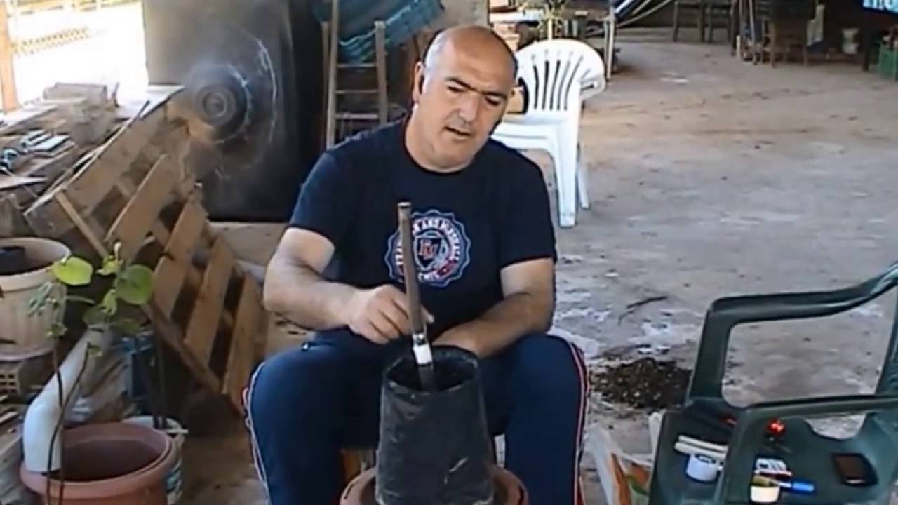 ΜΠΟΛΙΑΣΜΑ ΑΧΛΑΔΙΑΣ Κ ΜΗΛΙΑΣ ΣΕ ΥΠΟΚΕΙΜΕΝΟ ΚΥΔΩΝΙΑΣ[Α' ΜΕΡΟΣ]