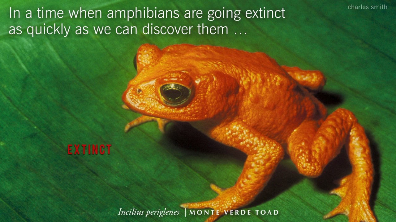 amphibians nedir Flatwoods Salamanders — The Amphibian Foundation