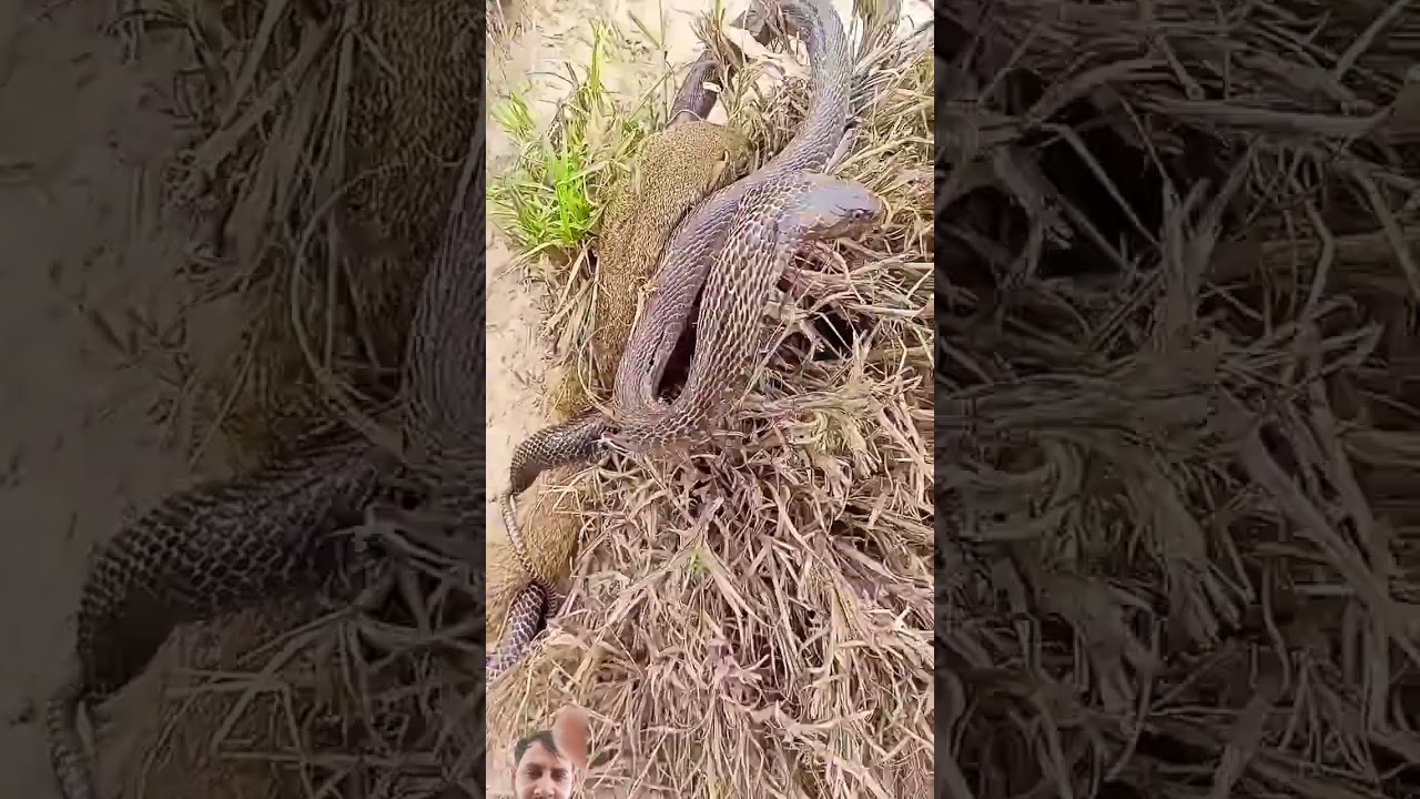 oo no snaksandmongoose fight 