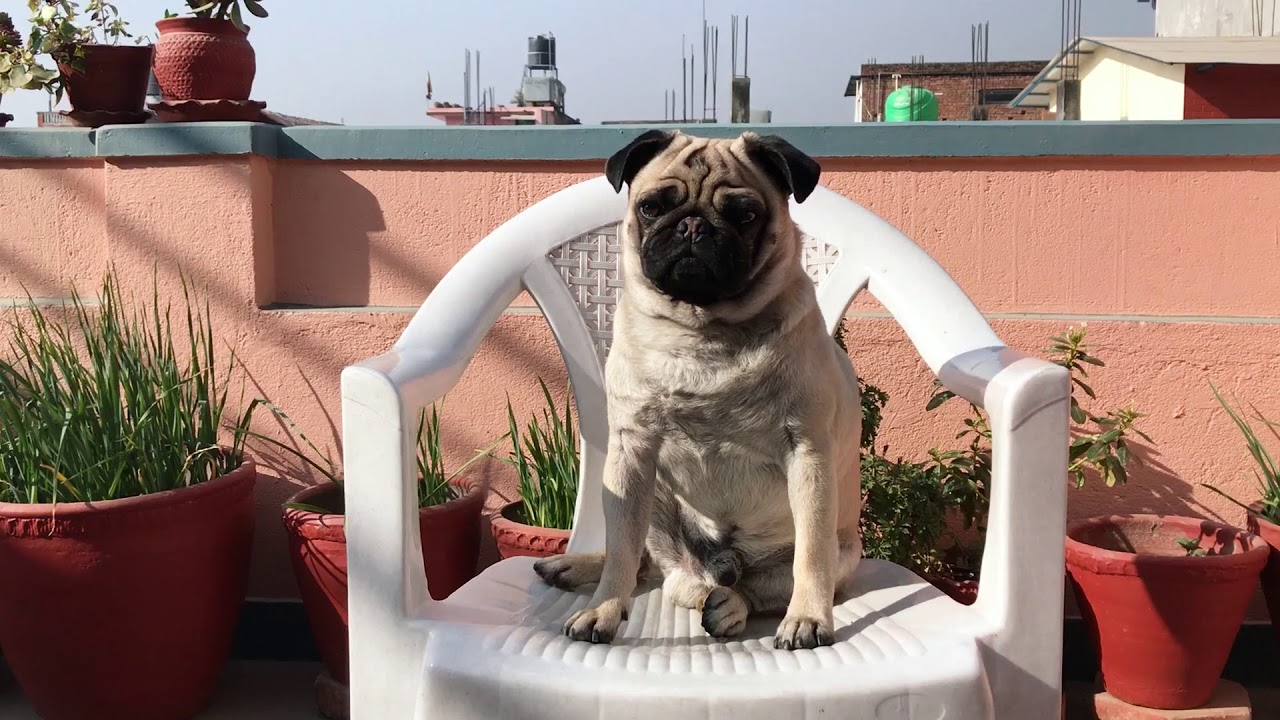 Pug On Chair But Disturbed Musical Youtube