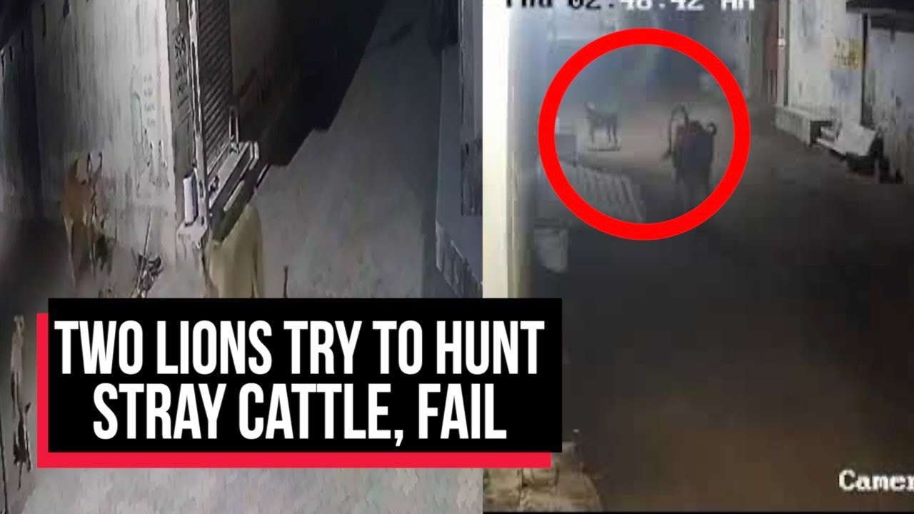WATCH: Two lions try to hunt stray cattle, fail | Cobrapost