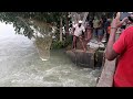 জাল ফেললেই শুধু মাছ আর মাছ ।। Catching huge fish by small triangular net.