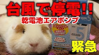 【アクアリウム】台風直撃で停電！水槽がヤバイから急遽GEXの乾電池式エアーポンプを購入【モルモット】