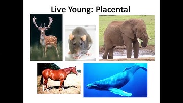 GEOL 1020 Cenozoic Life (Mammals) Lecture