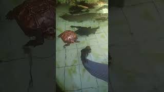 Kura kura mengapung