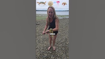 I have the best sea animal