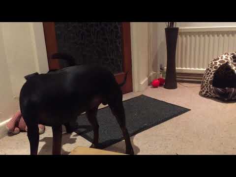 Eric the manchester terrier v clarence the cat