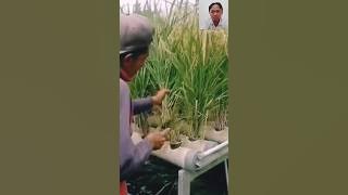 PAKE PIPA NANAMNYA || PADI