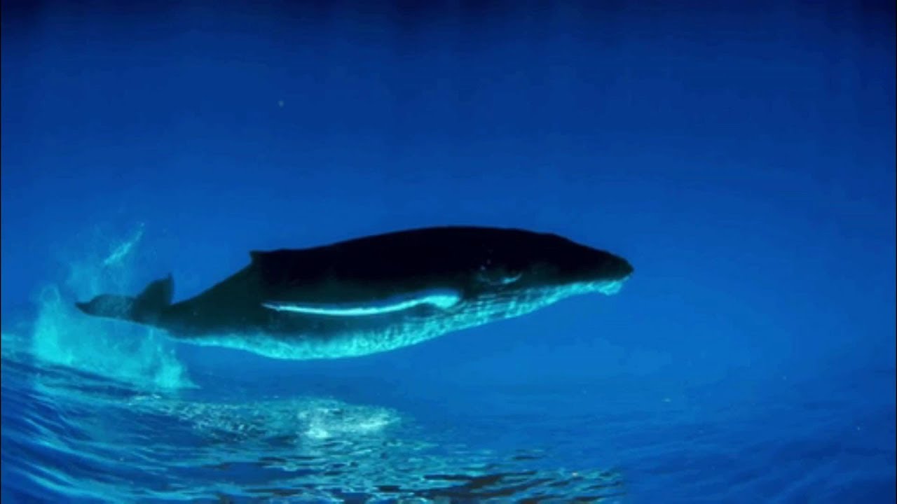 Le chant de Baleine YouTube