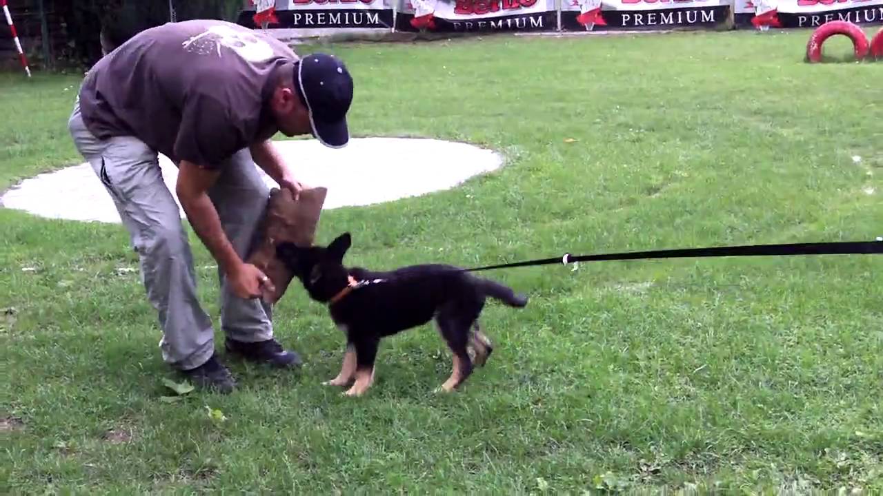 Puppy training YouTube