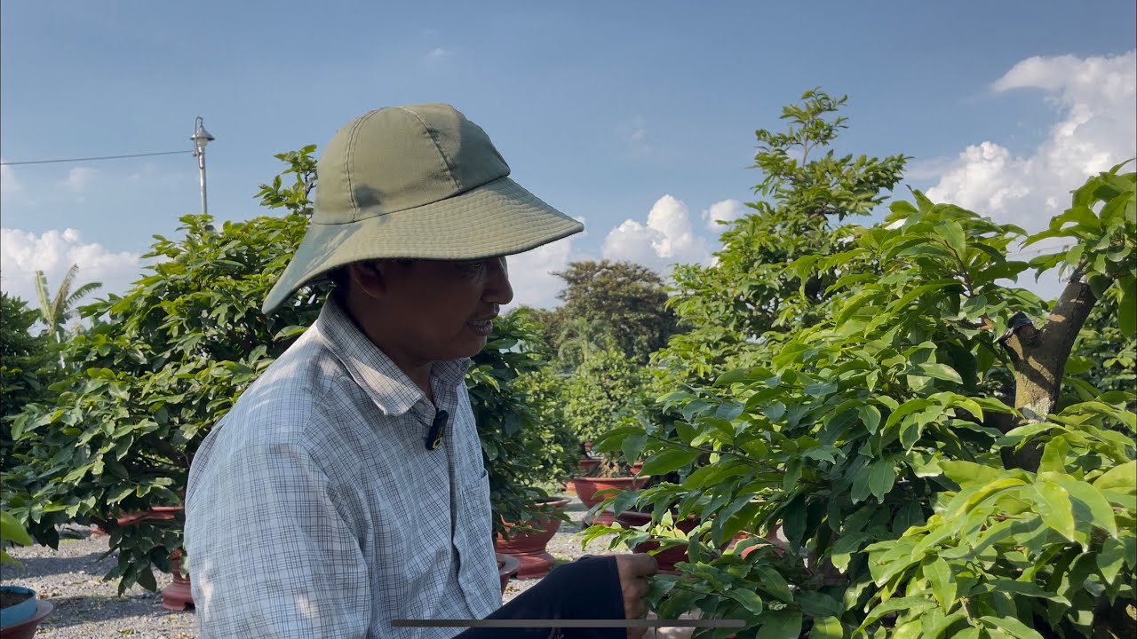 Uống kẽm lần đầu cho mai mới ghép 10/7/2023 ĐT 0901411168