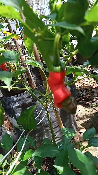 Viral‼️Cabe aneh tp nyata ada😱 #shorts #cabe #caberawit #viral