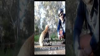Making a new friend #koala #animals