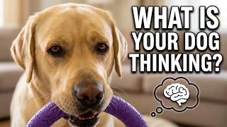 Dog Behavior Explained | These 10 Signs Mean Everything