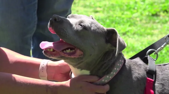 The Pet Psychic  Talks with Two Rescue Pit-bulls f...