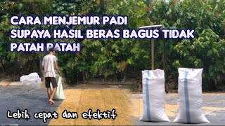 Cara menjemur padi, Supaya Cepat kering Dan Hasil Berasnya Bagus/Tidak Patah