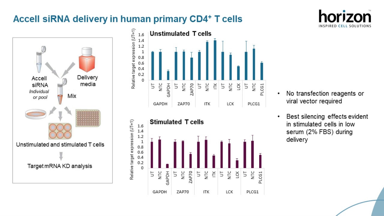 Gene manipulation in primary human immune cells: Successful strategies and applications for CRISPRko