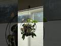 Best plant hanging combo! #amazonfinds #plants #hoyas