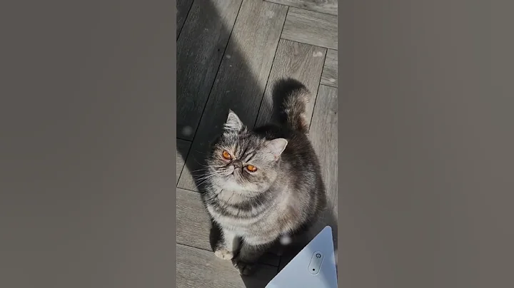 Watch the video about Exotic shorthair #cats #cute