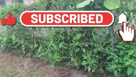 Removing vines from fence - Neighbor mean dog almost bit us (lawn care services) TAMPA