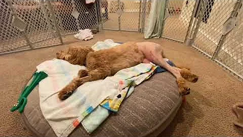 Bernie's bilateral luxating patella surgery day 1