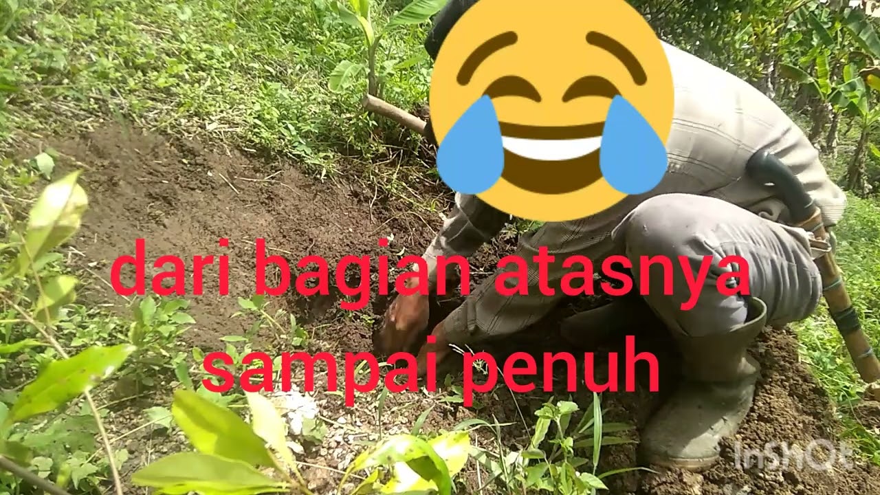 Cara Menanam Cengkeh Yang Tepat Ditanah yang Miring