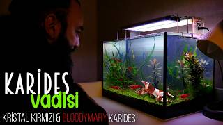 Kari̇des Vadi̇si̇ Gaming Çalişma Masama Yeni̇ Bi̇tki̇li̇ Kari̇des Akvaryumu