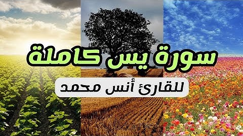 سورة يس كاملة للقارئ أنس محمد تلاوة خاشعة للقرآن | Surah (Yaseen) Anas_Muhammad