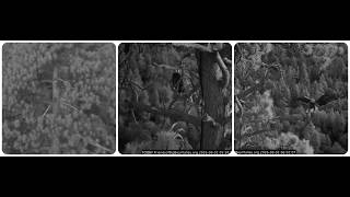 Shadow and Kaydee, early morning on September 2nd 2026 @FOBBVCAM