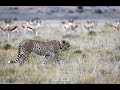 Cheetah and Springboks interaction, at the Mountain Zebra Park