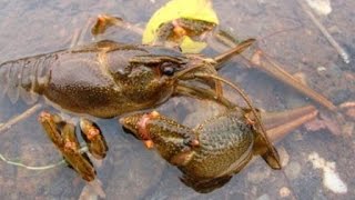 рак под водой crayfish underwater