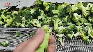 Quick-frozen Broccoli Production Line - Feedback from Ecuadorian Customer