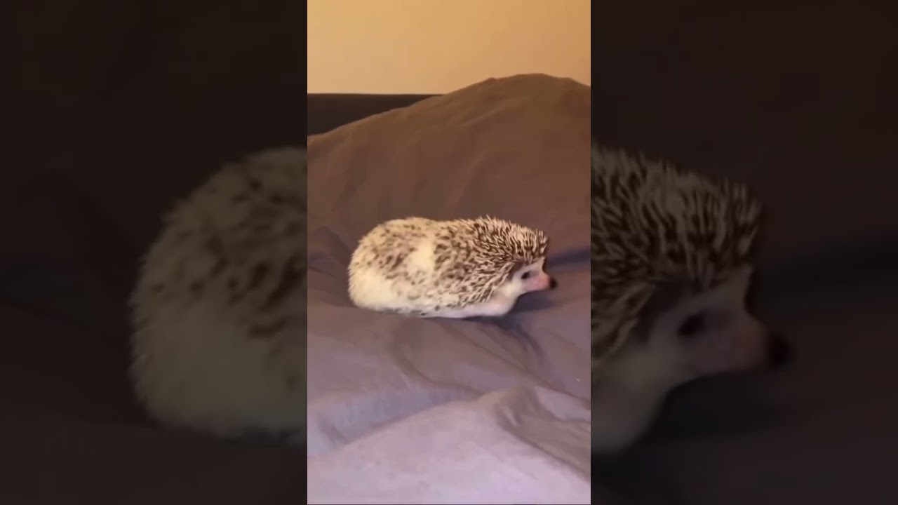 5 saker om igelkottar