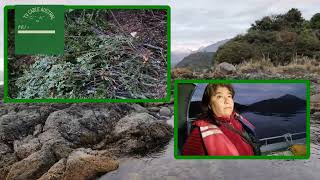 DENUNCIAN TALA DE BOSQUE NATIVO EN ISLA PROTEGIDA..