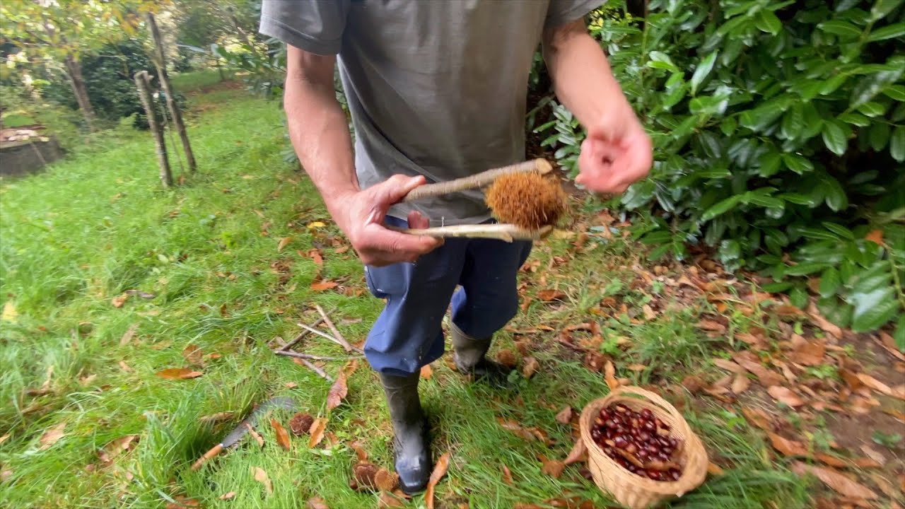 Castaños, enfermidades, híbridos e inxertos