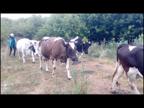 каких пород наших коровы