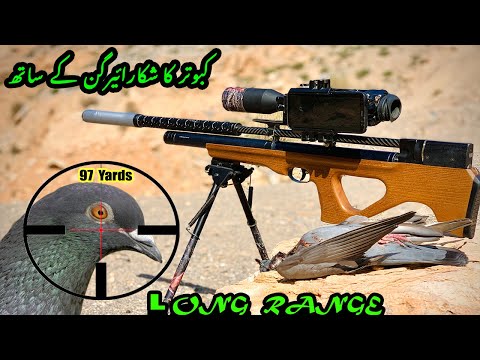 Dove And Pigeon Long Range Hunting | 97+ Yards Shot | Artemis P15 Airgun Hunting