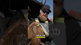 Lingcod is on the menu! 🎣