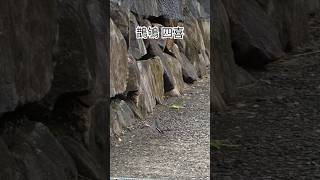 #老猴就愛玩 #生態 #鳥類#birds #dancing #鵲鴝#Oriental Magpie-Robin#外來鳥#打鳥#觀察台灣