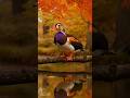 🐦 42 Birds Symphony 🎹 Piano & Forest Nature Sounds | Relaxing Birdwatching Ambience #birds #birdsong