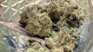 THCA SMALL BUDS | LEMON CREME🍋| GREENHOUSE SECTION | A Sweet, Funky THCA Review!! TSB SMALL BUDS!!