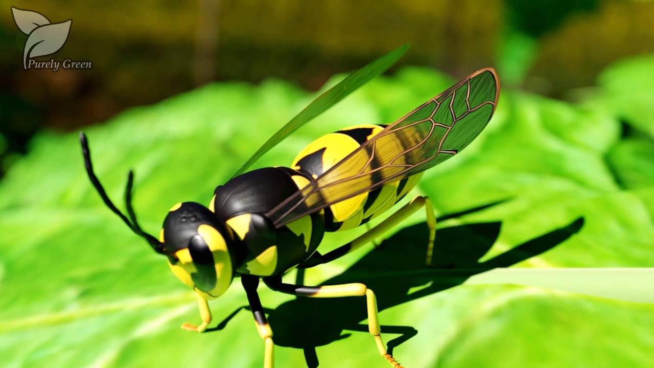 youtube-video-thumbnail