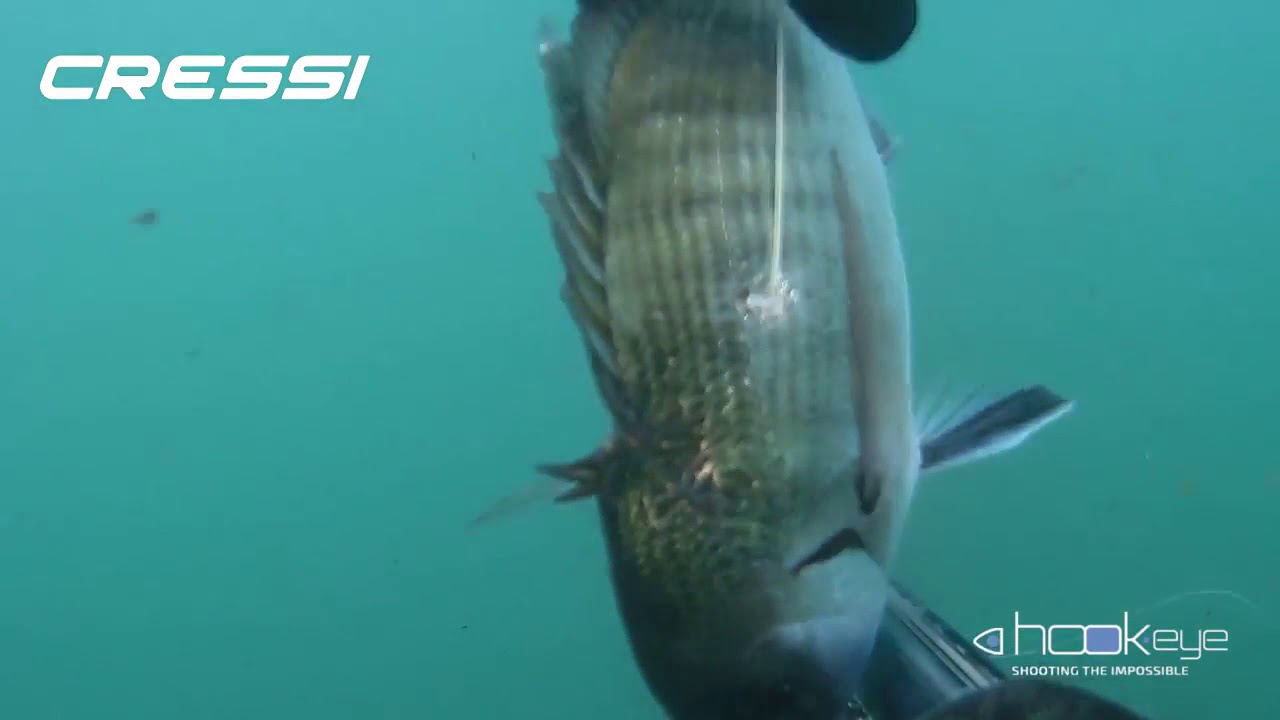 Pesca in apnea - Quattro catture di Angelo Ascione