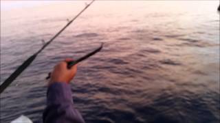 2016 pengibu SWAT FINS HUNTER